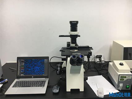 明美倒置荧光显微镜HE染色片应用