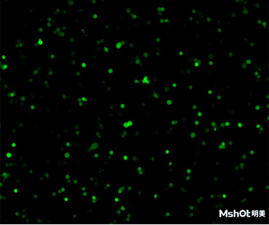 明美倒置荧光显微镜应用于ＧＦＰ转染细胞观察.png