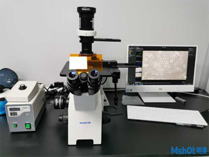 明美倒置荧光显微镜应用于活细胞观察.png