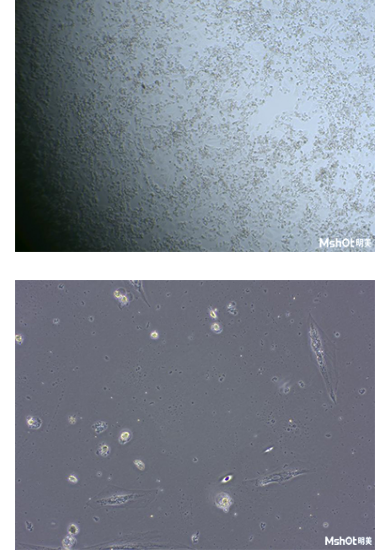 明美CCD显微镜相机应用于活细胞制药.png