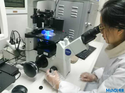 明美倒置荧光模块应用于中科院昆明动物研究所活细胞检测