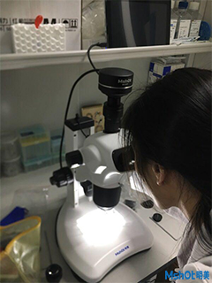 明美体视显微镜用于细胞培养与挑选.png