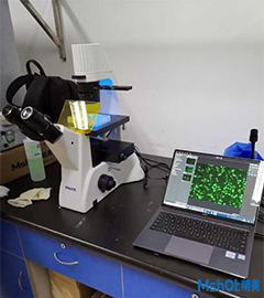 倒置荧光显微镜应用于活细胞生长状况以及蛋白质荧光转染效率观察