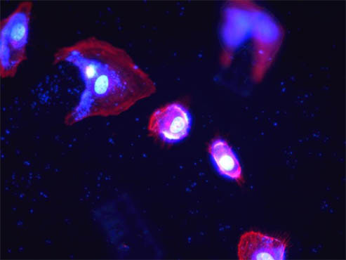 荧光显微镜下的荧光细胞1.jpg