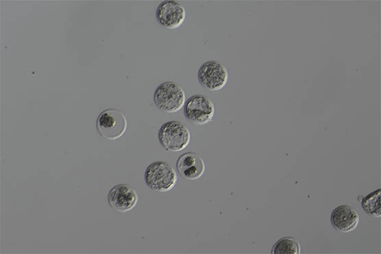 显微镜相机下的活体胚胎1.jpg