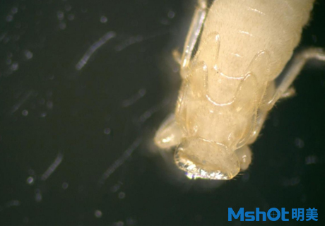 体视显微镜下的白蚁幼虫呈乳黄色