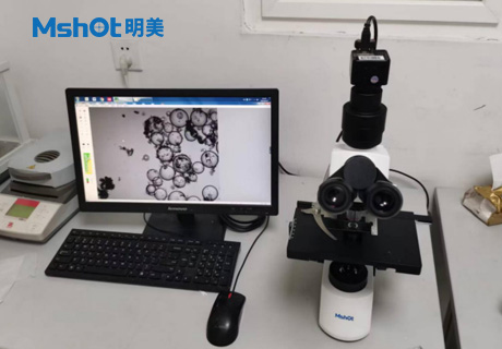 生物显微镜ML51-M观察染色酵母菌