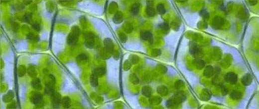 显微镜下的树叶.jpg