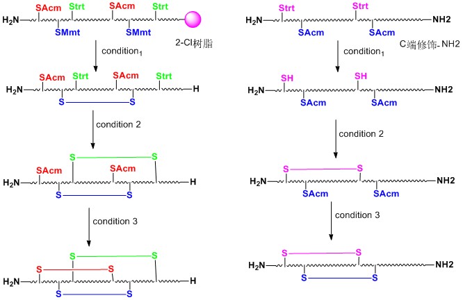 多对二硫键成环技术2.jpg