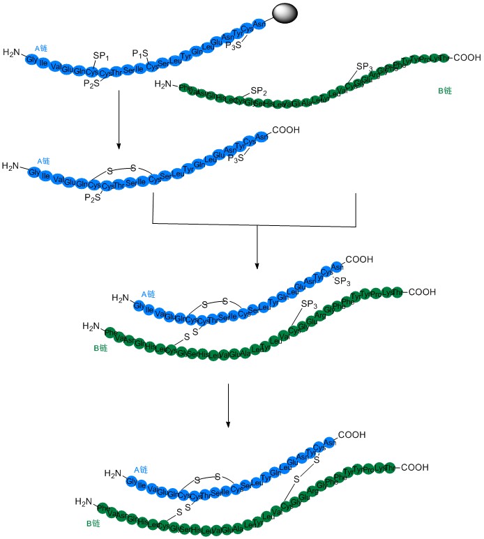 胰岛素合成技术2.jpg