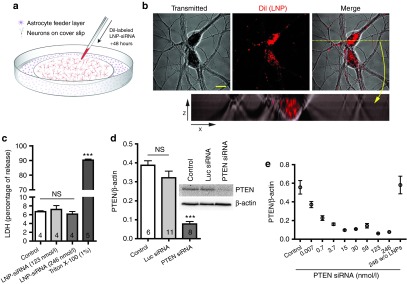 沉默大脑神经元基因表达的siRNA脂质纳米颗粒递送