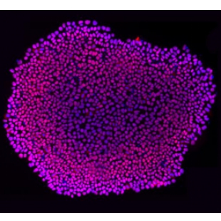 H1人胚胎干细胞系（上海埃泽思AC-2001002H1）