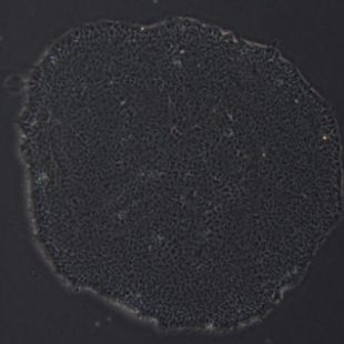 H9 人胚胎干细胞系（上海埃泽思AC-2001002H9）