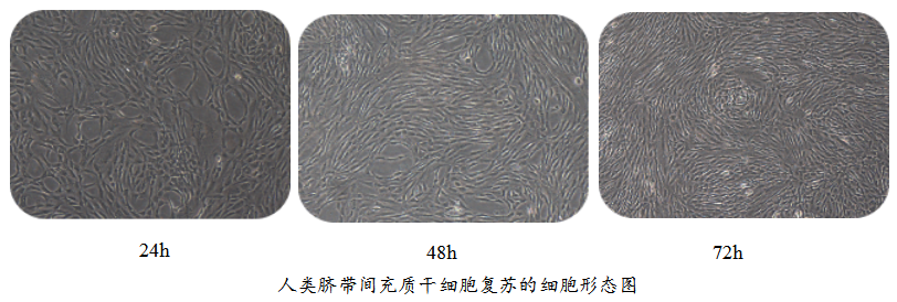 埃泽思生物推出细胞ZL级无血清细胞冻存液