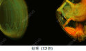 应用分享|造影剂下的无脊椎动物