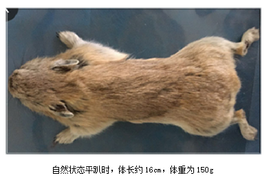 小动物PET/CT在棕色脂肪方面的应用