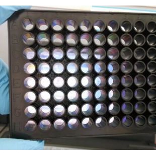 上海晶安96孔黑边透明底部细胞培养板 全黑边框96孔透明酶标板