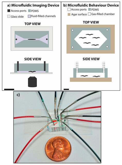 用于秀丽隐杆线虫实验的典型微流控器件