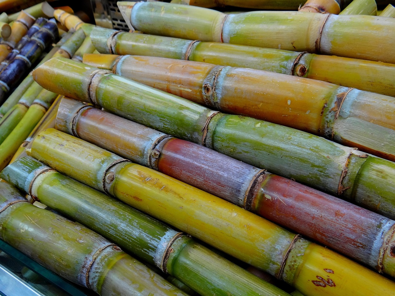 sugar-cane-276242_1280.jpg