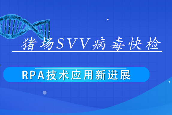 快速塞内卡谷病毒（SVV）检测 | 特定引物和探针在有助于R