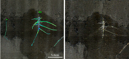 植物3D根系生长监测系统