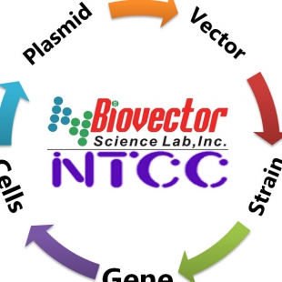 pcDNA3.1-GFP- COPS7A,MGC110877、pcDNA3.1-GFP- NUPL1