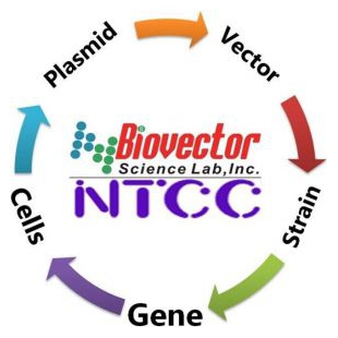 Winslow载体质粒-BioVector NTCC典型培养物保藏ZX Plasmid 100000