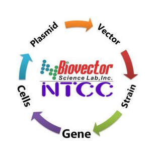 出芽酵母载体质粒BioVector NTCCZG质粒载体菌种细胞基因保藏ZX