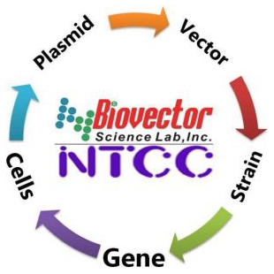 6133-173 出芽酵母载体质粒BioVector NTCCZG质粒载体菌种细胞基因保藏ZX