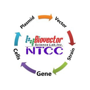 pYW159 裂殖酵母载体质粒BioVector NTCCZG质粒载体菌种细胞基因保藏ZX