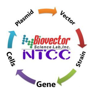 真菌酵母载体质粒BioVector NTCCZG质粒载体菌种细胞基因保藏ZX