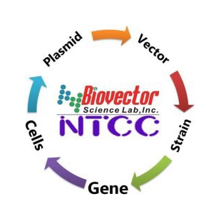 酵母载体质粒BioVector NTCCZG质粒载体菌种细胞基因保藏ZX