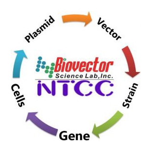 酵母载体质粒BioVector NTCCZG质粒载体菌种细胞基因保藏ZX