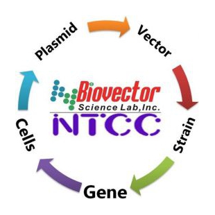 载体质粒BioVector NTCCZG质粒载体菌种细胞基因保藏ZX