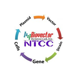 载体质粒BioVector NTCCZG质粒载体菌种细胞基因保藏ZX