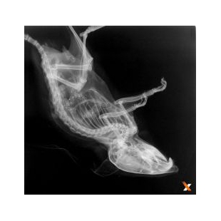 美国Faxitron生物学X射线小动物活体成像系统 