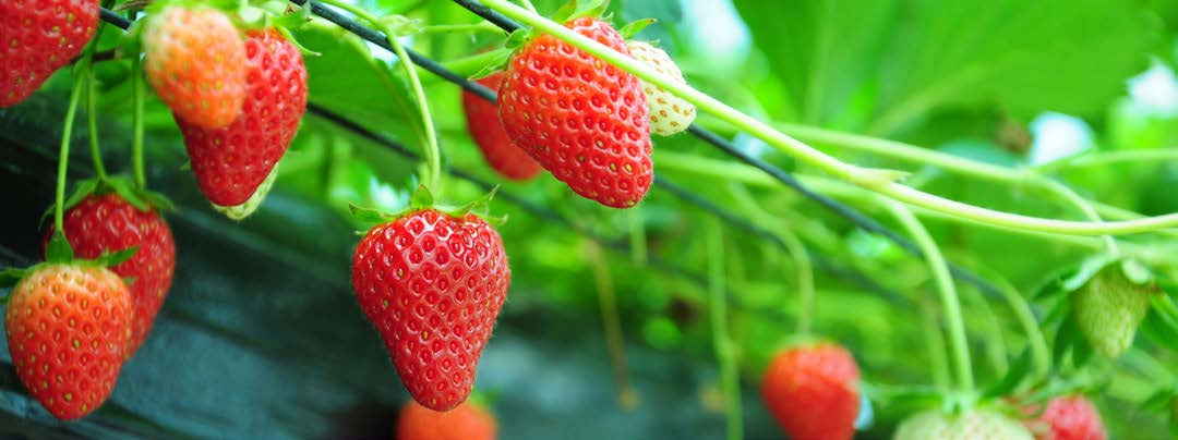 草莓杀虫剂封面图片.png