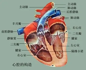 图1. 人类心脏结构示意图.jpg