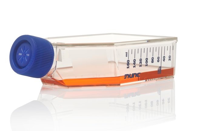 Nunc™ PDL 或胶原蛋白 I 预包被表面的 EasYFlasks™ 培养瓶