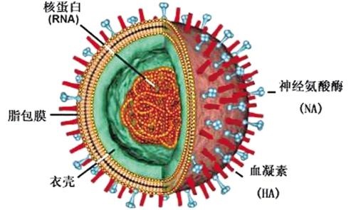 图1 流感病毒示意图.png