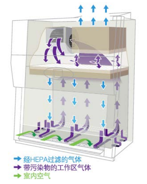 图二 生物安全柜气流模式.png