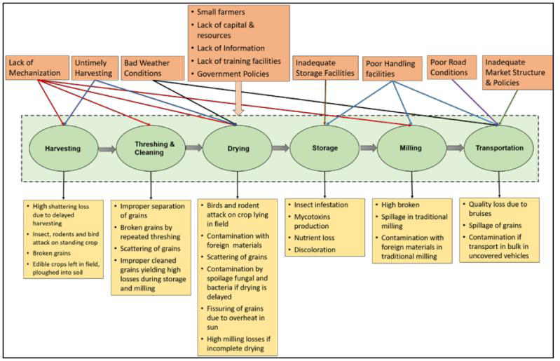 图 1. 发展ZG家谷物作物供应链中的各种损失因素和类型。图片来自 MDPI .jpg
