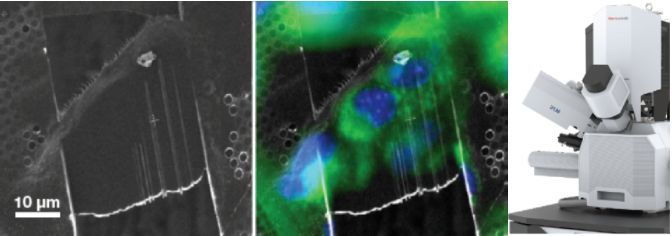 【网络研讨会】Cryo-FIB集成式荧光显微镜解决方案助力冷冻电子断层扫描样品制备