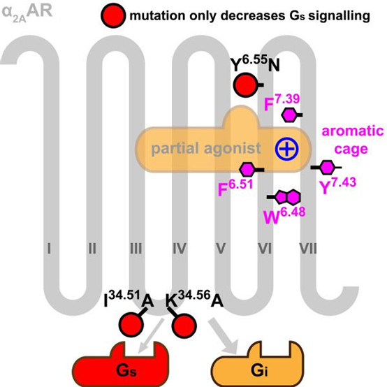 图1：α2A受体中对配体结合（紫色）和G蛋白通路偏好性（红色）起关键作用的残基.png