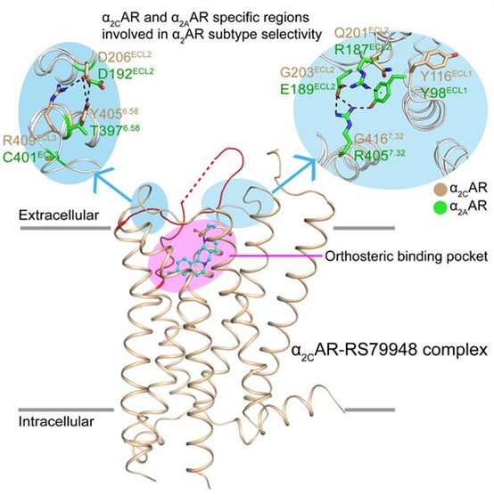 图2：α2CAR-RS79948复合物的结构和决定α2肾上腺素受体亚型选择性的胞外域.png