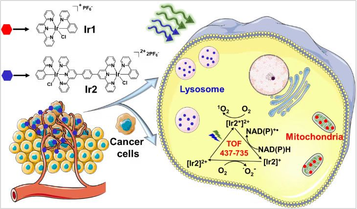 单细胞ICP-MS研究新型光催化抗 癌药物双核铱化合物