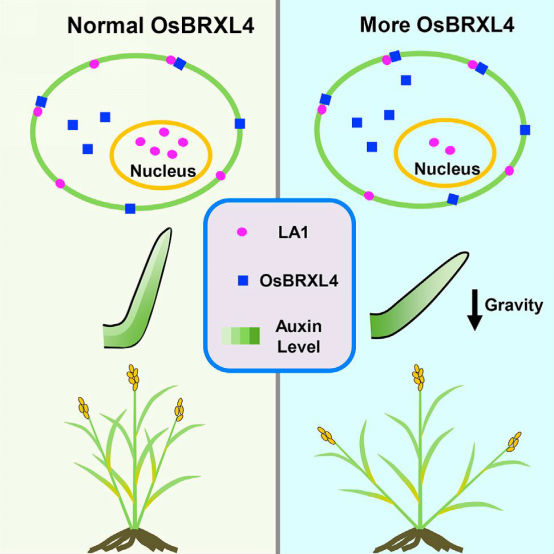 图1：OsBRXL4通过LA1调控水稻分蘖角度的工作模型.png