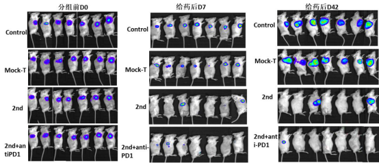 图2  新型CAR-T细胞制剂ZL人肾癌细胞786O-CD19-GFP-Luc皮下移植瘤的试验.png