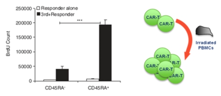 基于DELFIA®BrdU 细胞增殖方法检测CAR-T细胞的同种异体反应.jpg