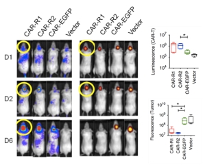 CAR-T体内模型的CAR-T细胞成像（左，化学发光）和肿瘤细胞成像（中，荧光）；右图为对应统计数据.jpg